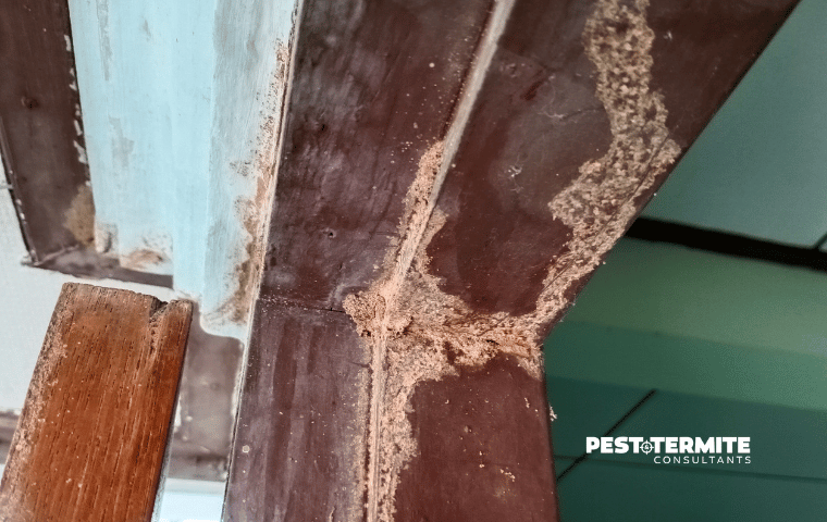 termite damage in door frame