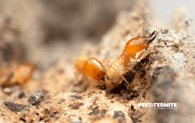 Why Waiting Until Summer to Deal With Termites in Raleigh Is a Mistake