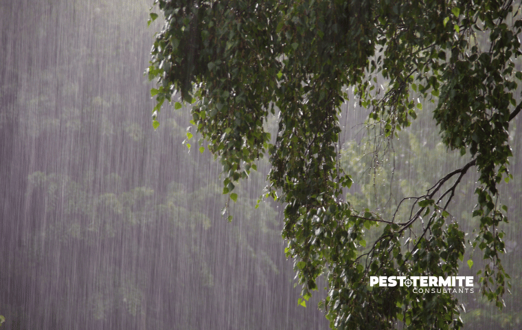 rain in wilmington nc