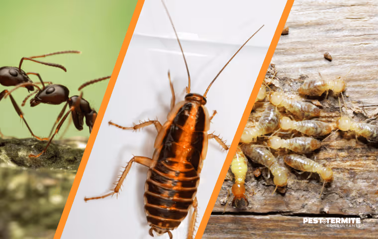 How Small Pest Issues Turn Into Bigger Problems in Durham Homes by Summer