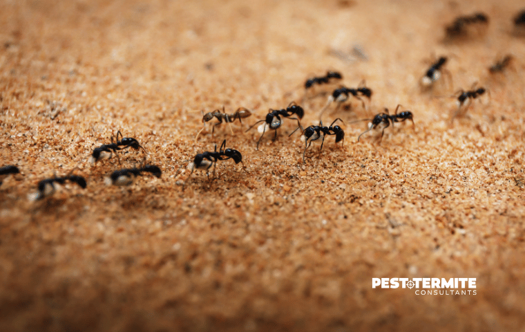 ants in north myrtle beach sand