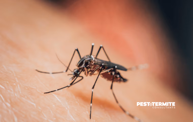 Why Mosquito Control Needs to Start Before July in Wilmington Yards