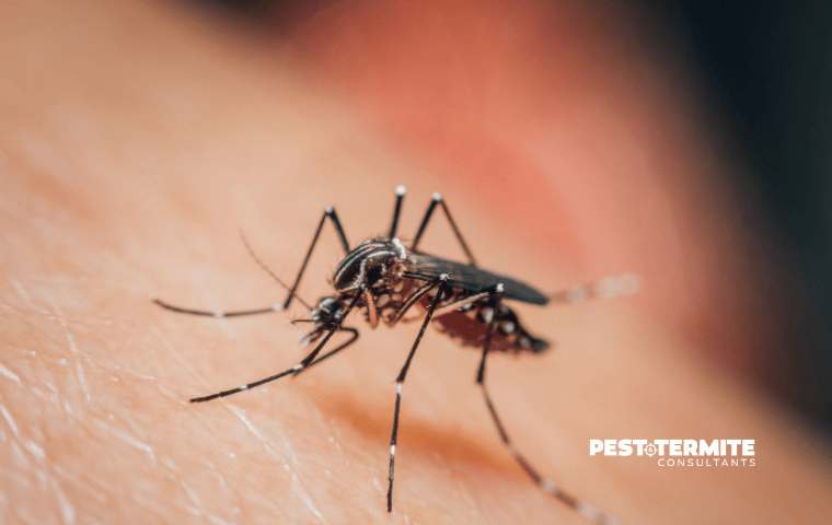 Why Mosquito Control Needs to Start Before July in Wilmington Yards