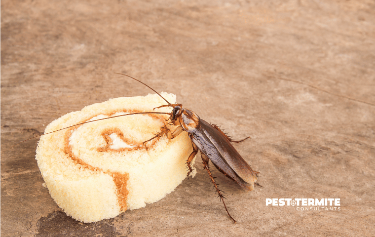 Why Roaches Move Indoors During Hot Weather Along the Grand Strand
