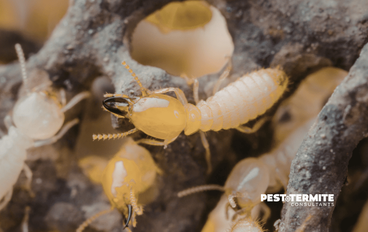 termites on dead wood in sc