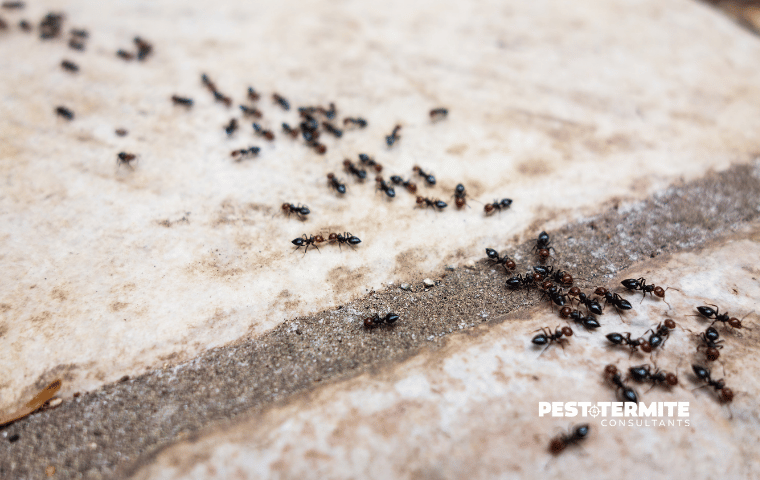 Why DIY Ant Control Stops Working Once Summer Hits