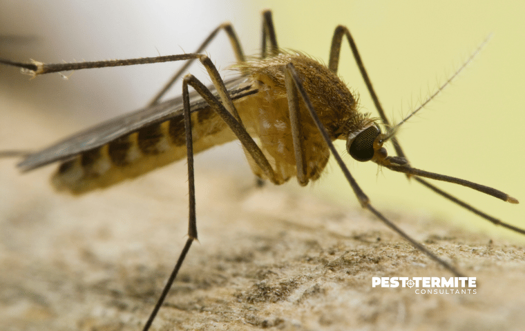 close up photo of mosquito