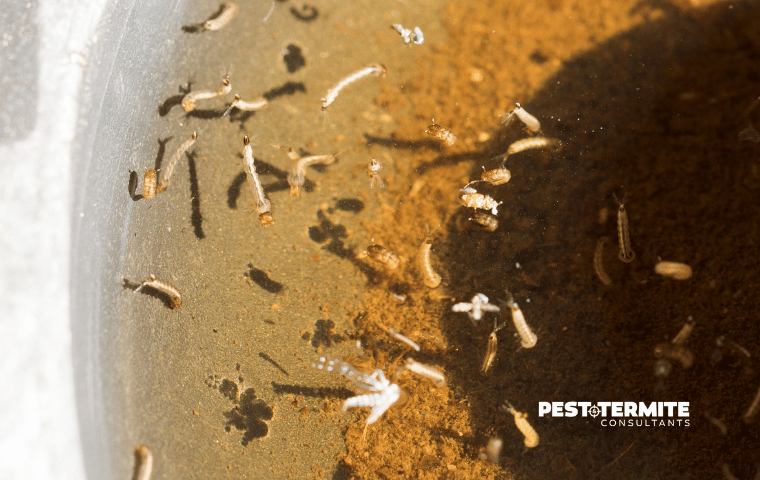 mosquito larvae in standing water in durham yard