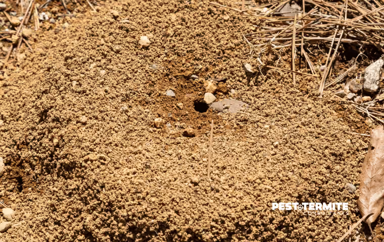 Ant colony activity near a Wilmington home in summer