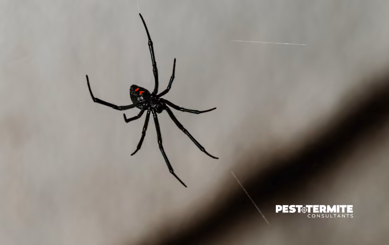 What Summer Pest Pressure Really Starts With for Raleigh Homeowners