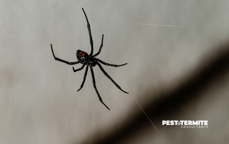 What Summer Pest Pressure Really Starts With for Raleigh Homeowners