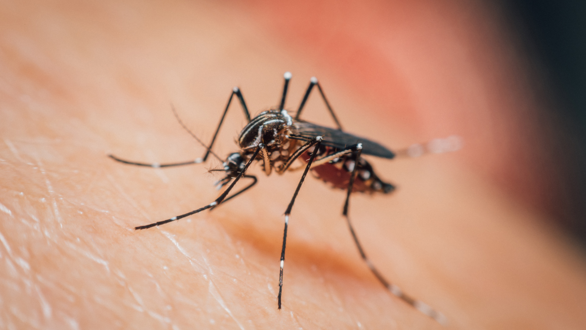 mosquito biting person