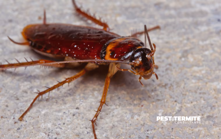 What Storms Do to Pest Movement Along the Grand Strand