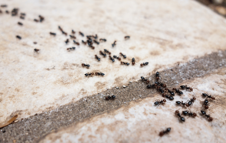 Why Ant Problems Return Without Ongoing Control