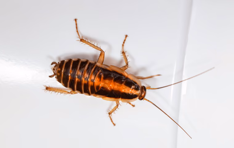 Why Roaches Show Up Indoors in North Myrtle Beach This July
