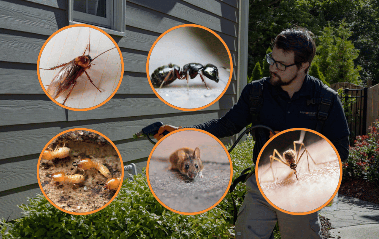 Why Pest Problems in Raleigh Do Not Go Away Just Because It Is Summer