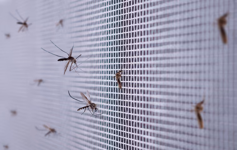 mosquitoes swarming screen in north myrtle home