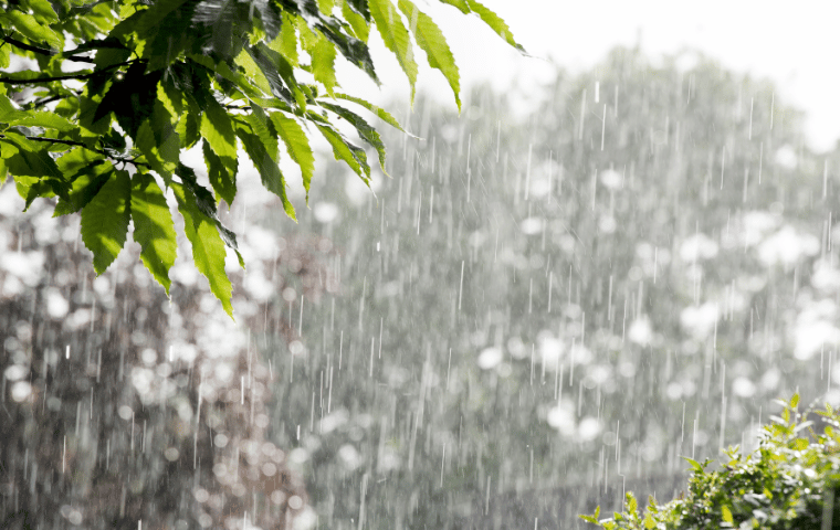 How Rain and Heat Combine to Increase Pest Activity in Coastal Carolinas