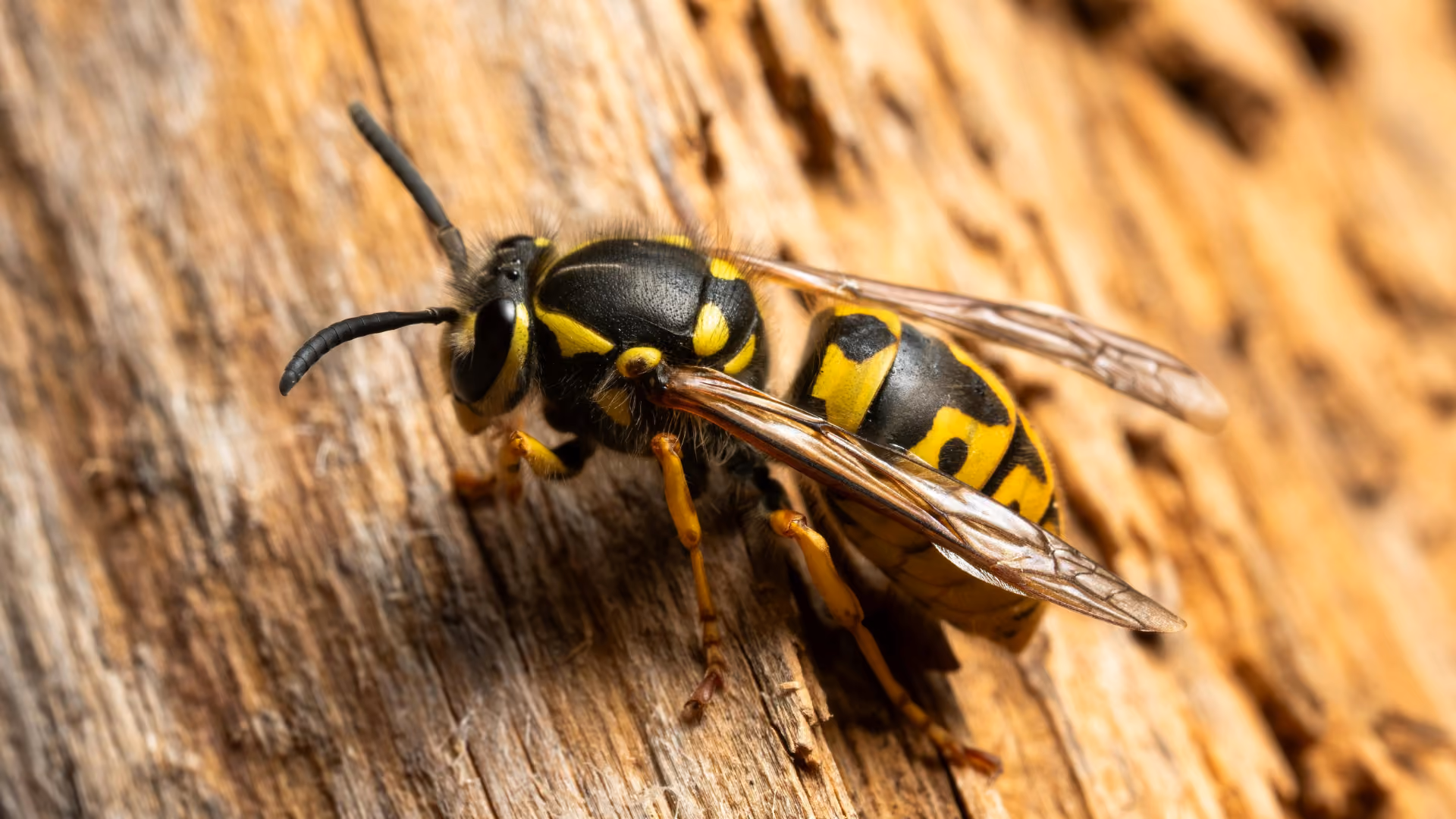 yellow jacket on wood in nc