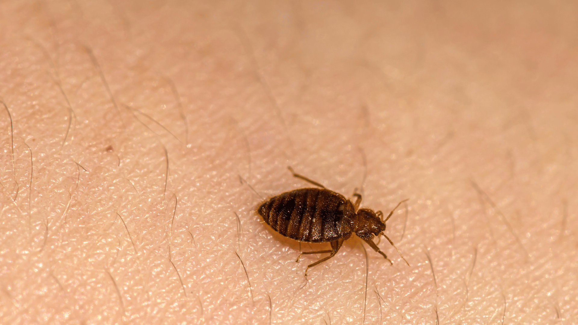 close-up of a bed bug on skin
