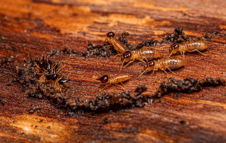 Why Termite Activity Does Not Stop Just Because Swarmers Are Gone