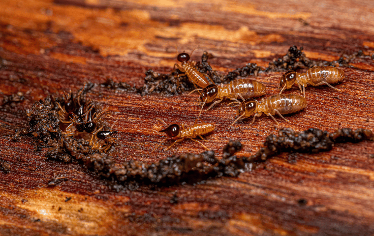 Why Termite Activity Does Not Stop Just Because Swarmers Are Gone