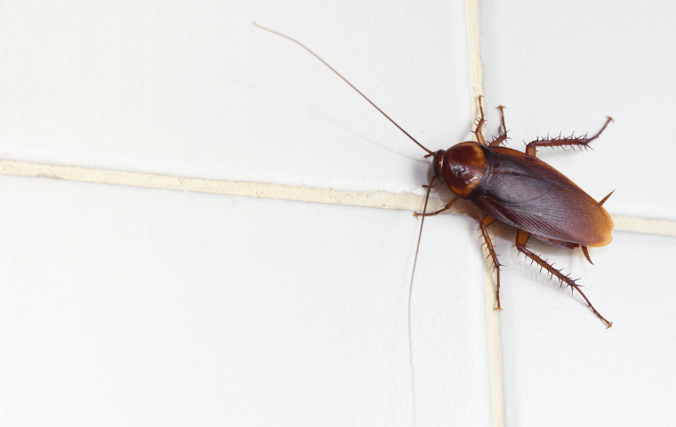 What Late Summer Means for Roach Activity in Coastal Homes