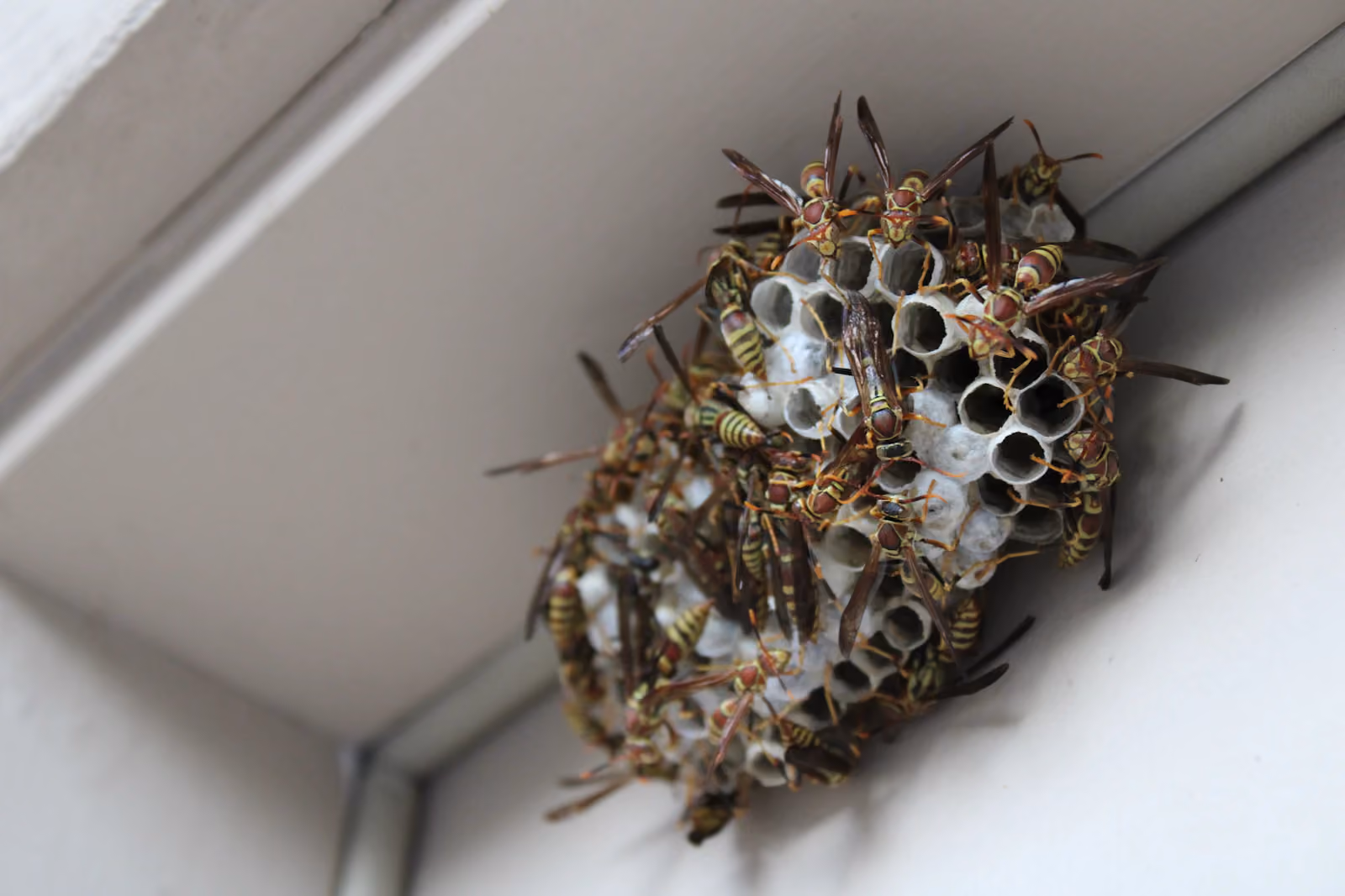 A stinging insect nest on the outside of a home in Fayetteville, NC