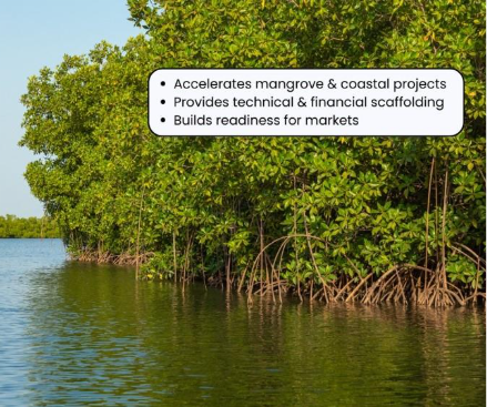 A mangrove forest along a riverAI-generated content may be incorrect.
