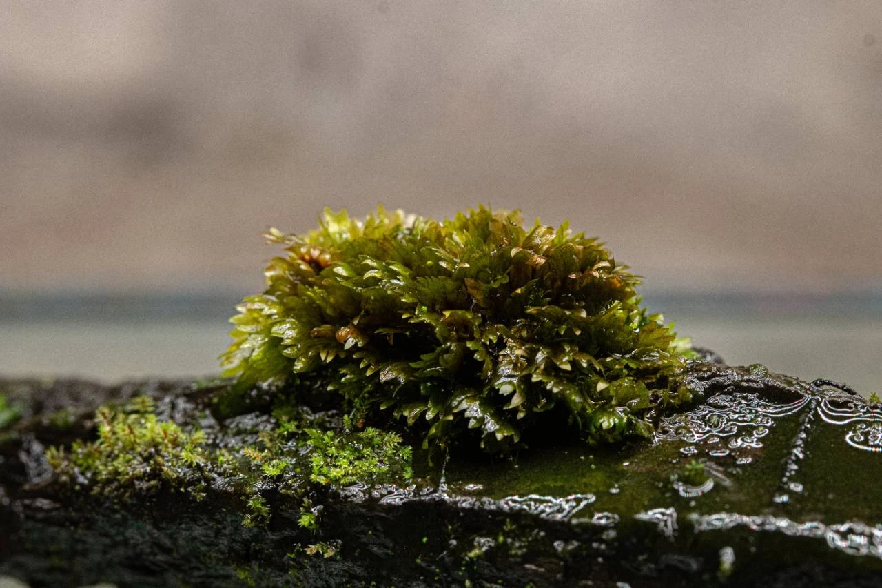 A dense green moss colony growing on wet wood, supplied as F. Miroshaki