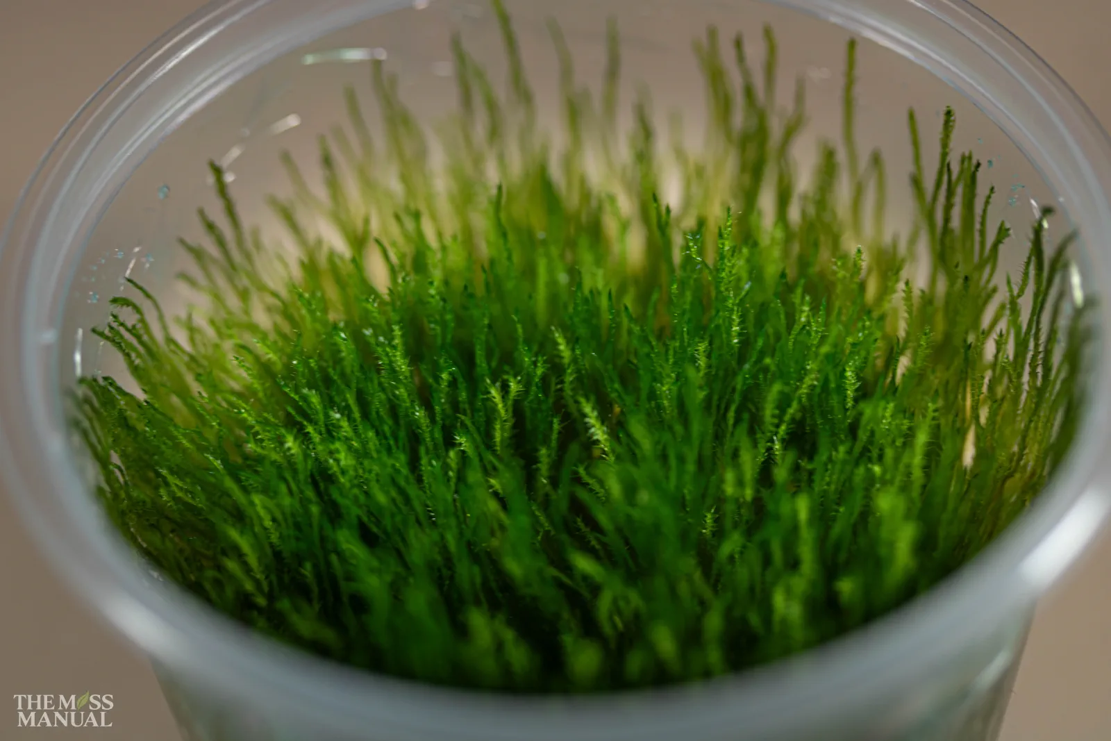 Taiwan moss in a small plastic cup.