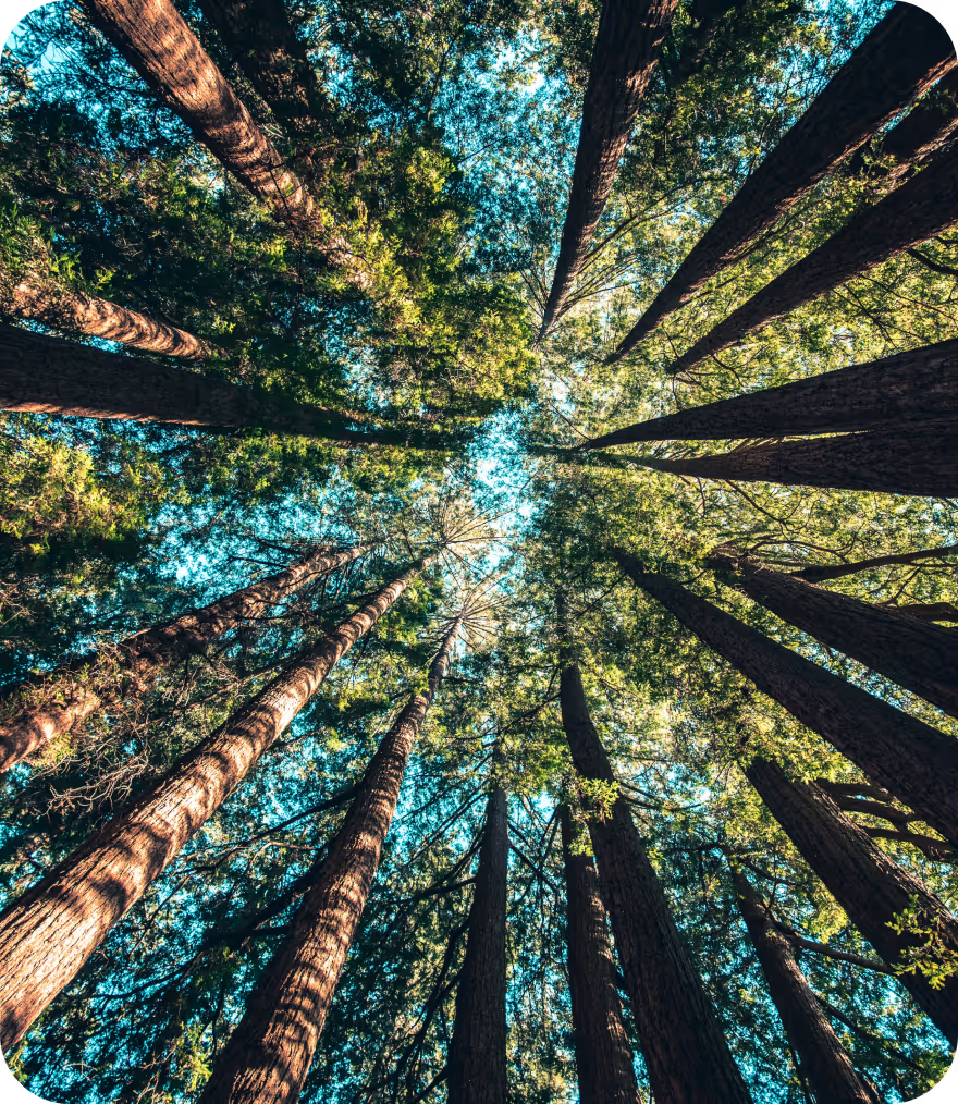 Looking up at trees