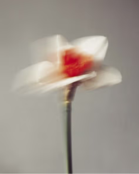 flower blurred