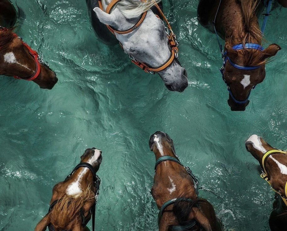 Aerial view of six horses with bridles standing in shallow turquoise water.