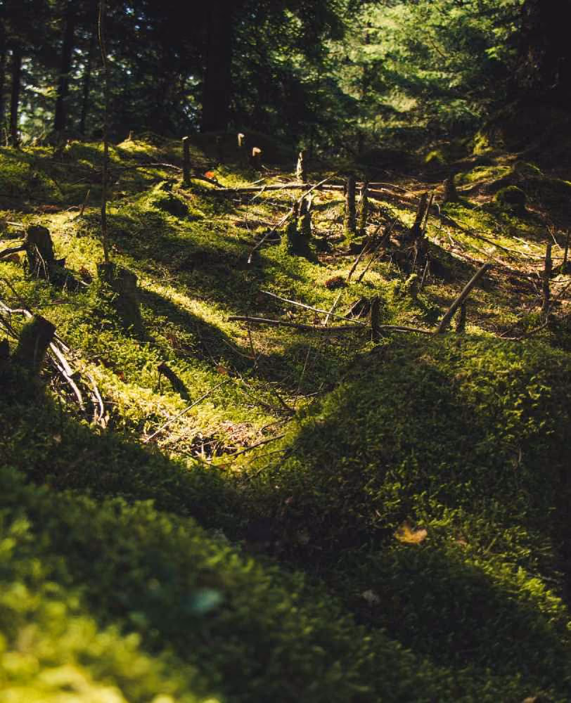Deforestation