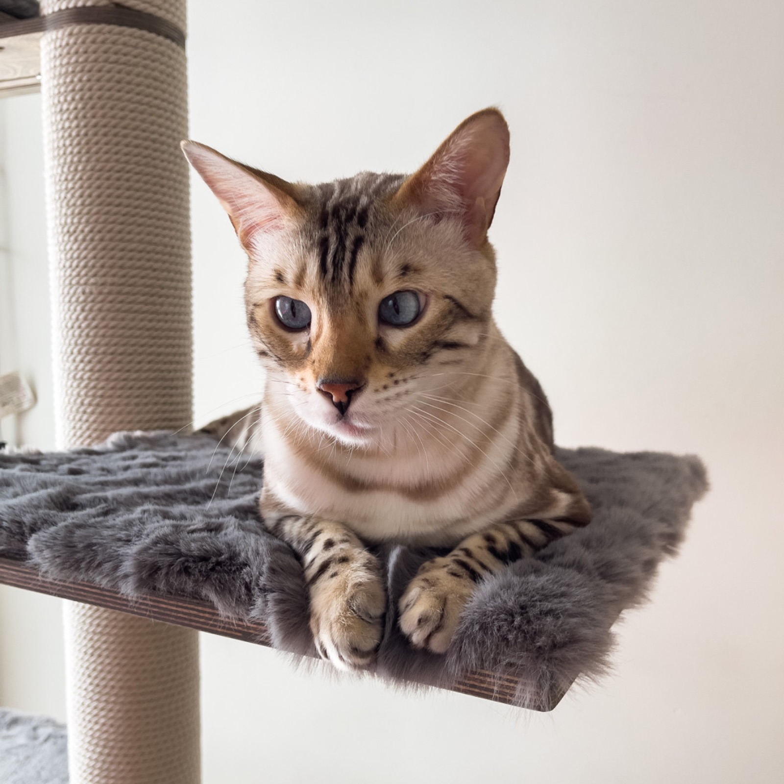 Bengal cat lying stretched out on a grey faux-fur cat tree platform