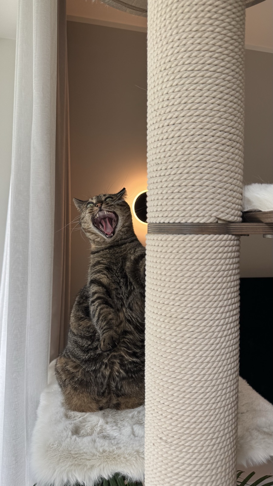 Tabby cat beside a tall rope post on a Kikska cat tree