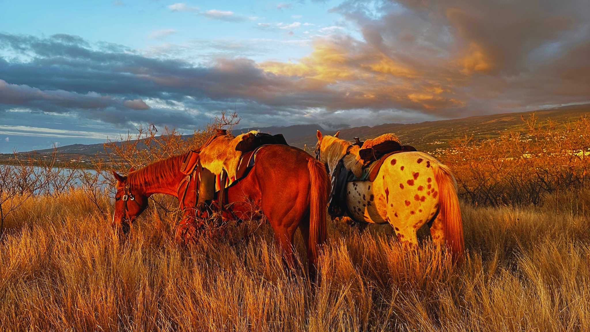 banner-background-thewild