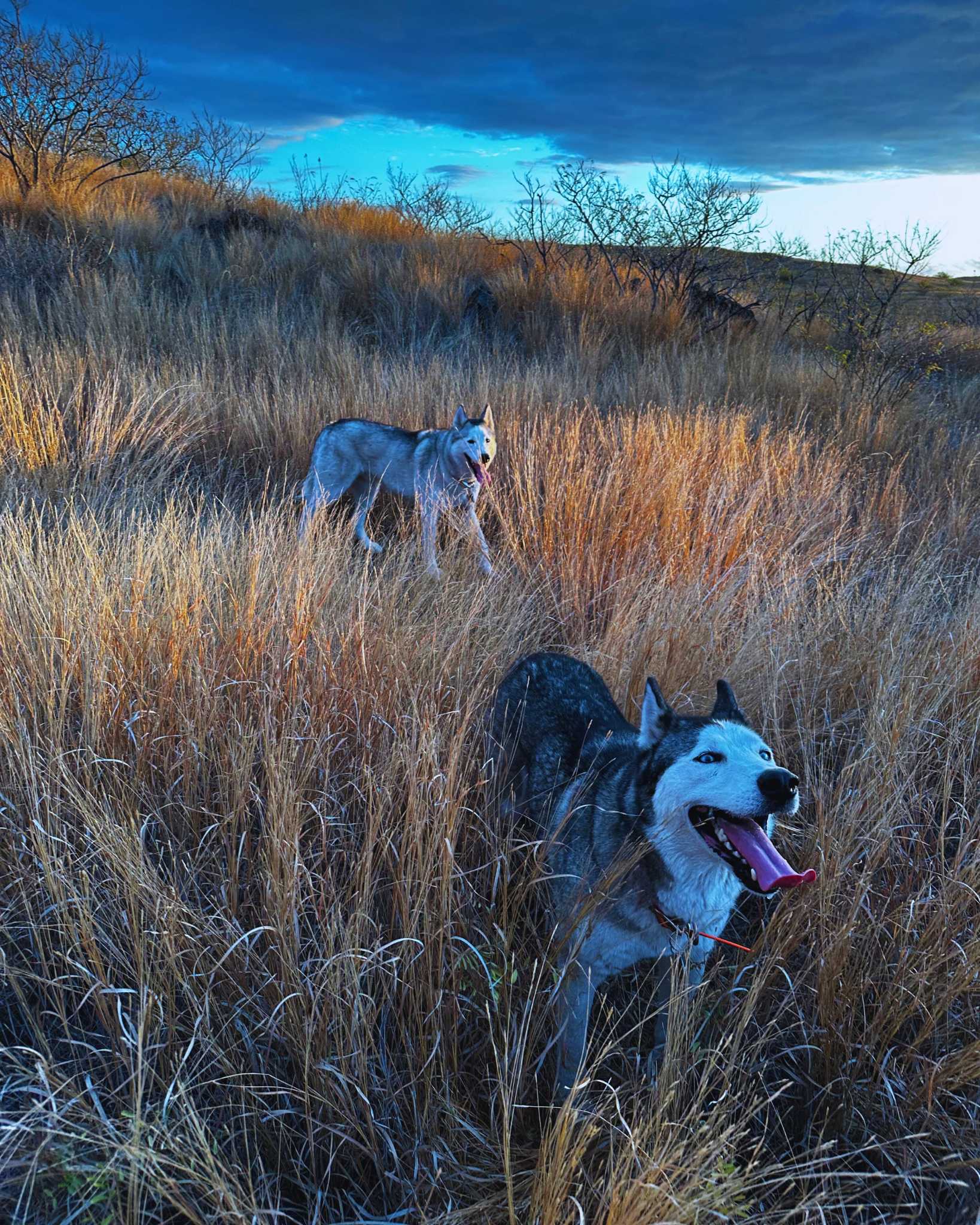 Two huskies racing ahead across the savanna at Shaiena sunset ride, Réunion.