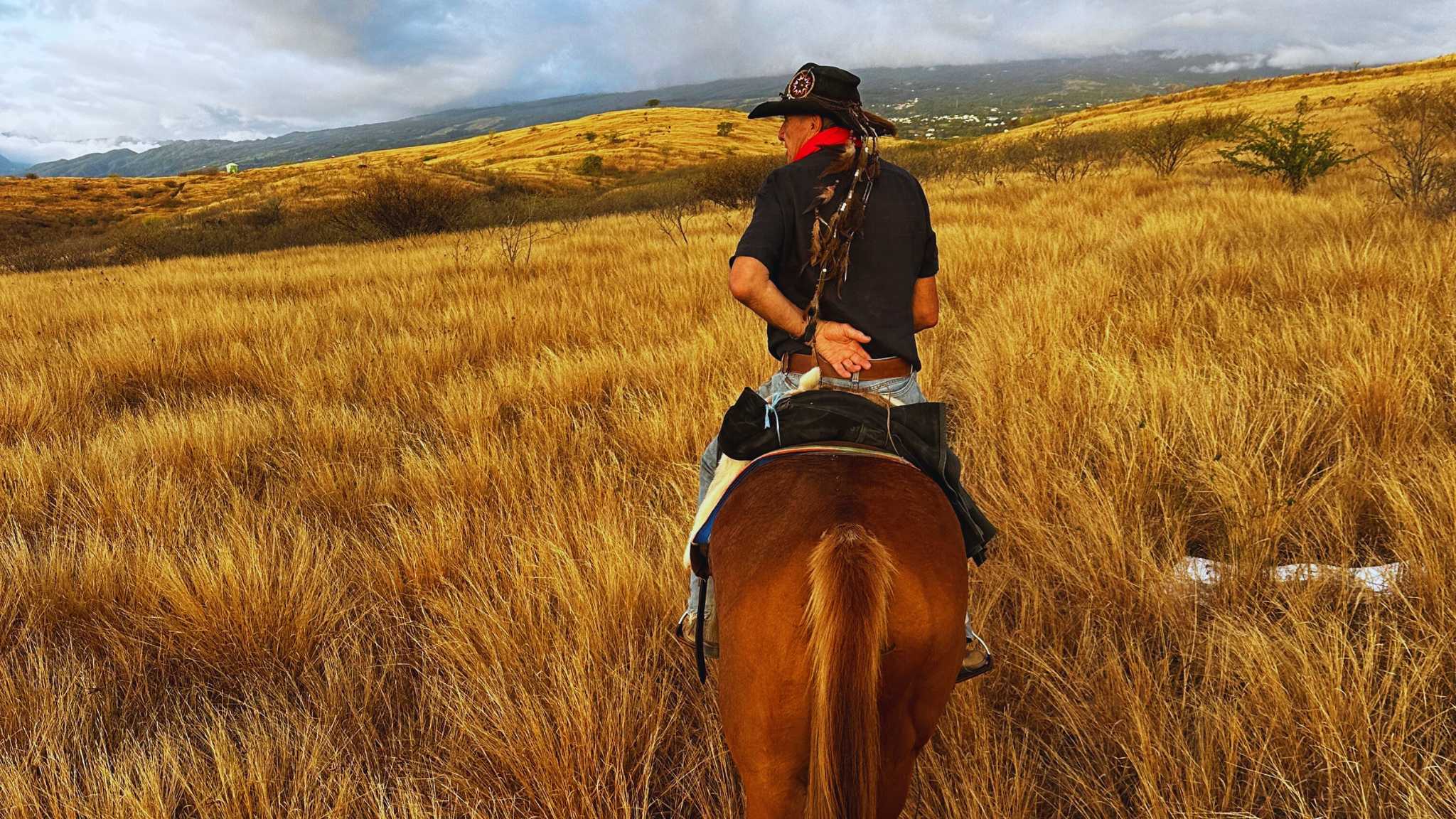 Golden plain at dusk with long grasses glowing during the sunset horse ride.