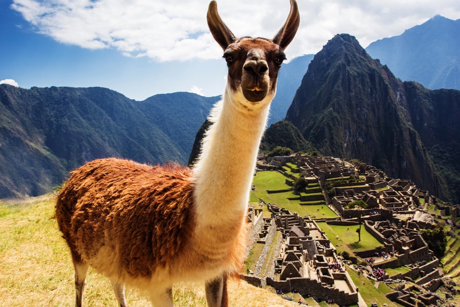 lama et Machu Picchu