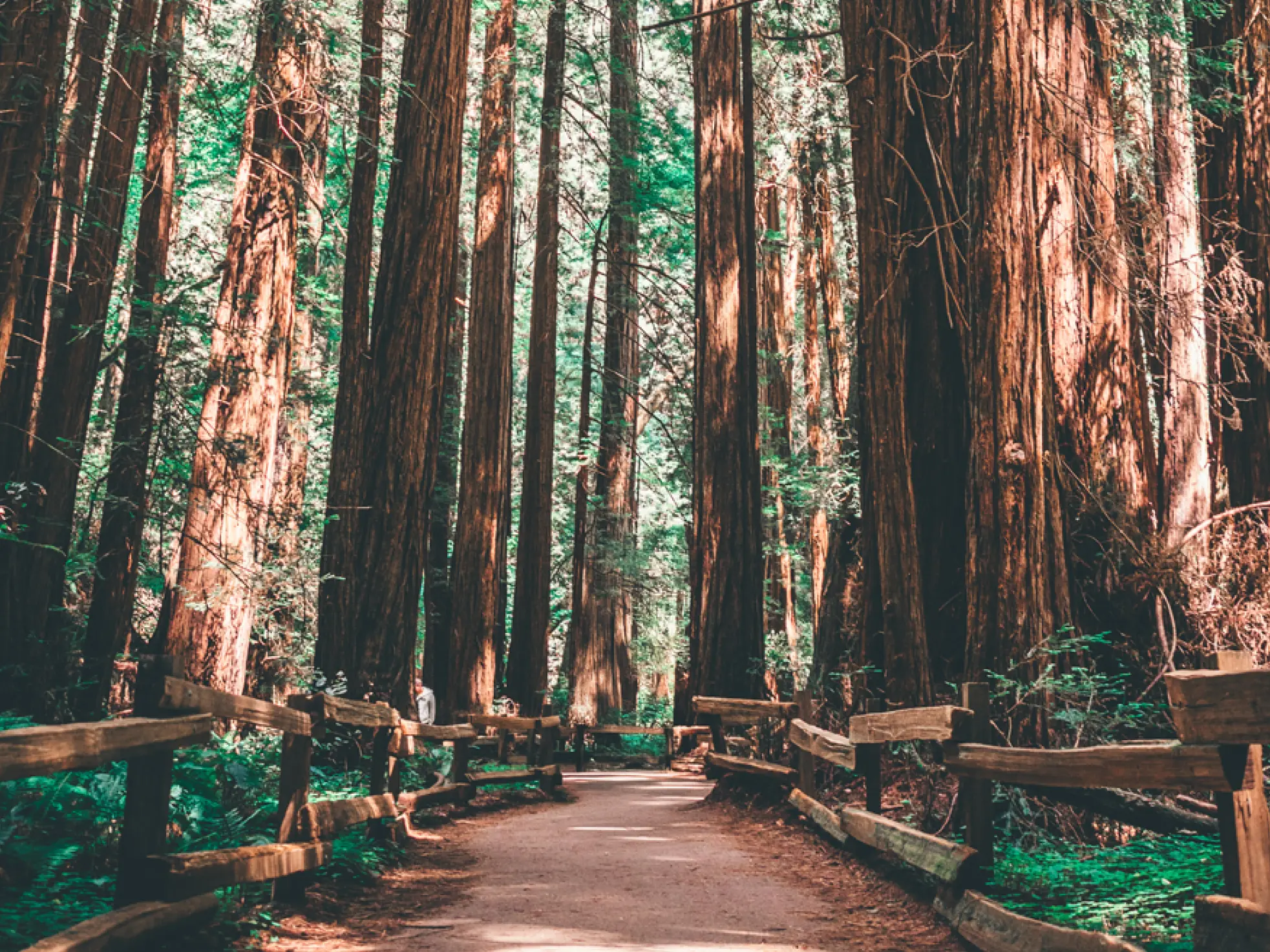 Muir woods forest trail