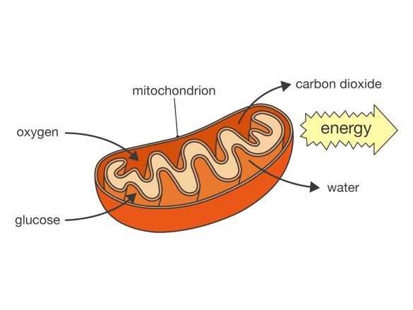 Diagram of a cell structureAI-generated content may be incorrect.