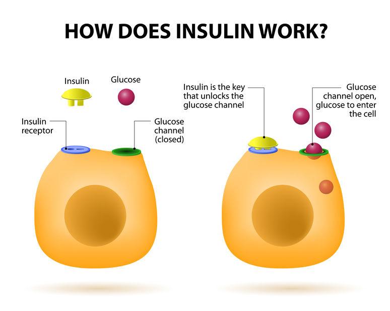 A diagram of insulin and insulinAI-generated content may be incorrect.