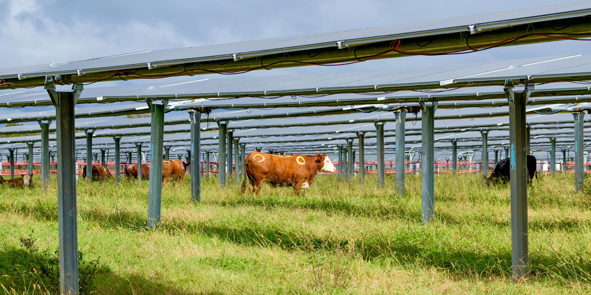 CattleTracker – Silicon Ranch