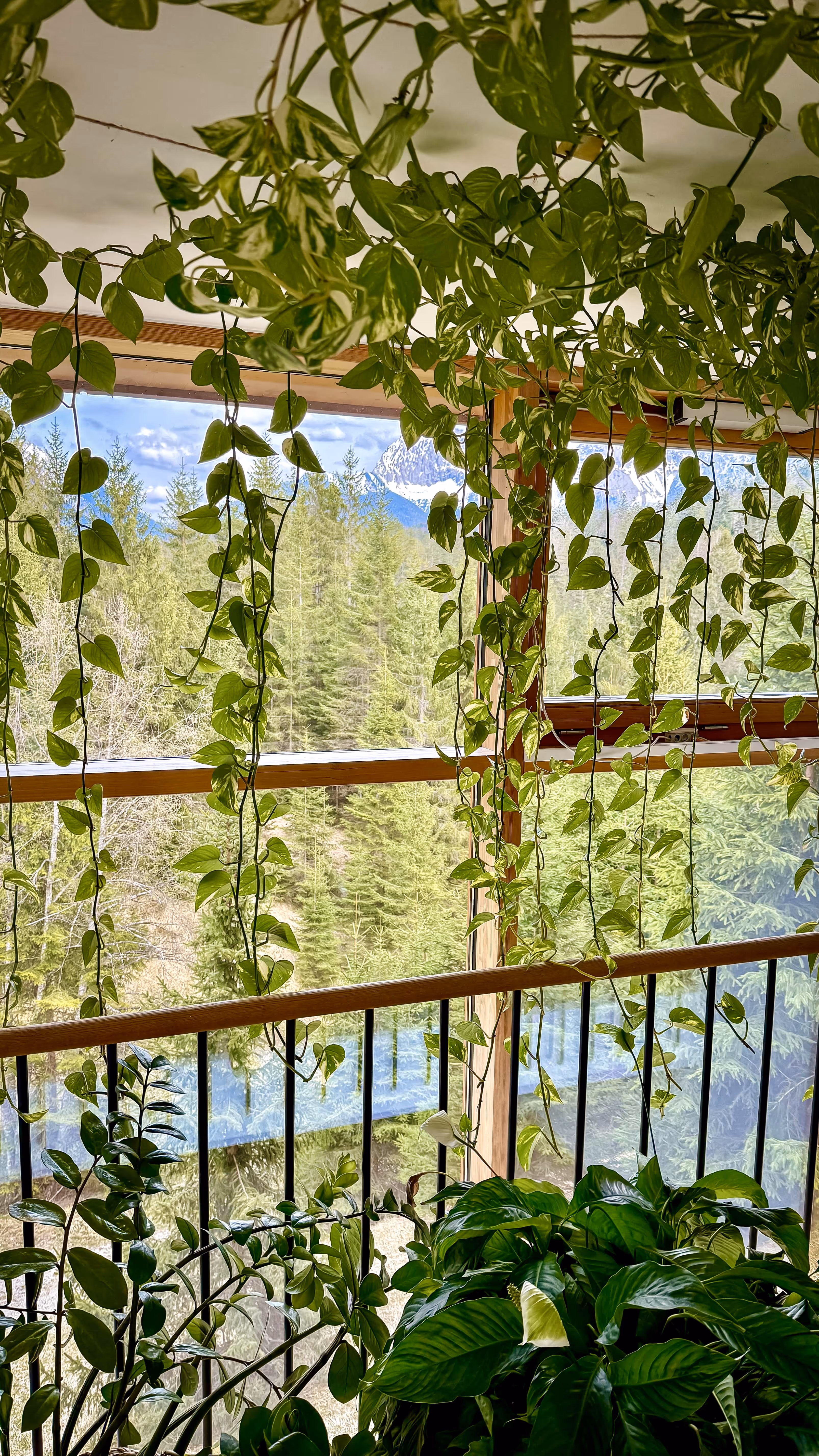 view outside the window into the forest