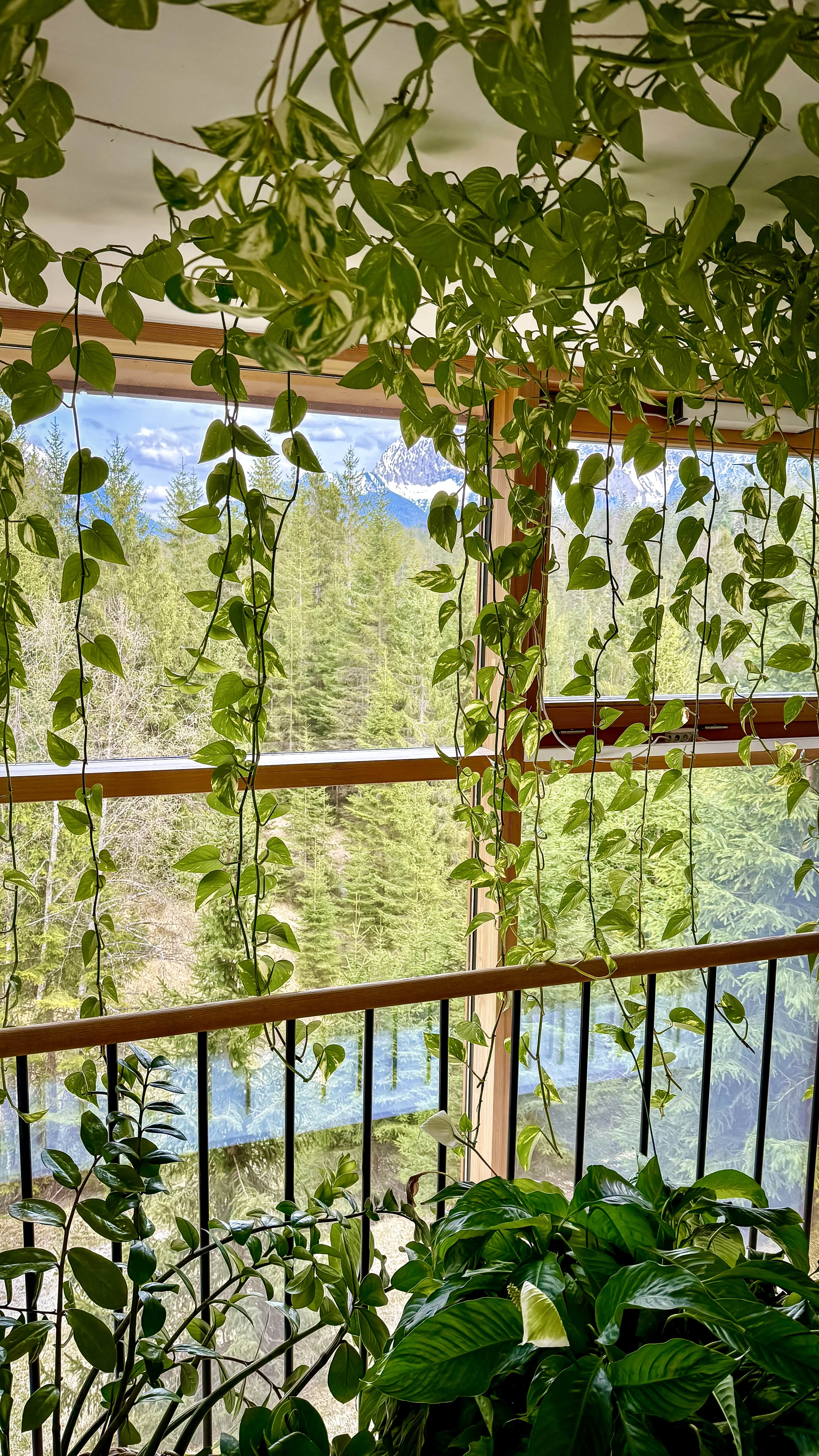 view outside the window into the forest