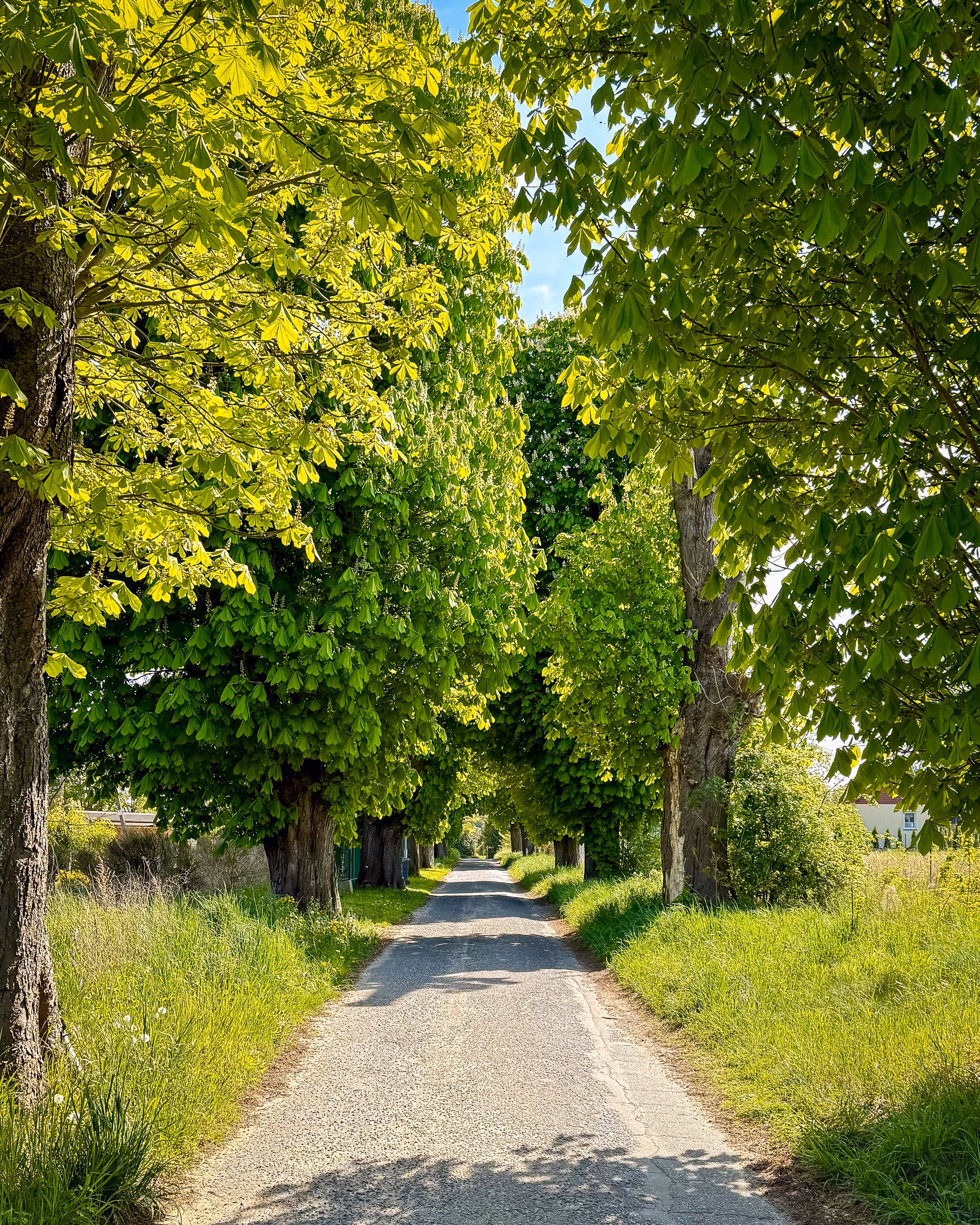 Nature walkway