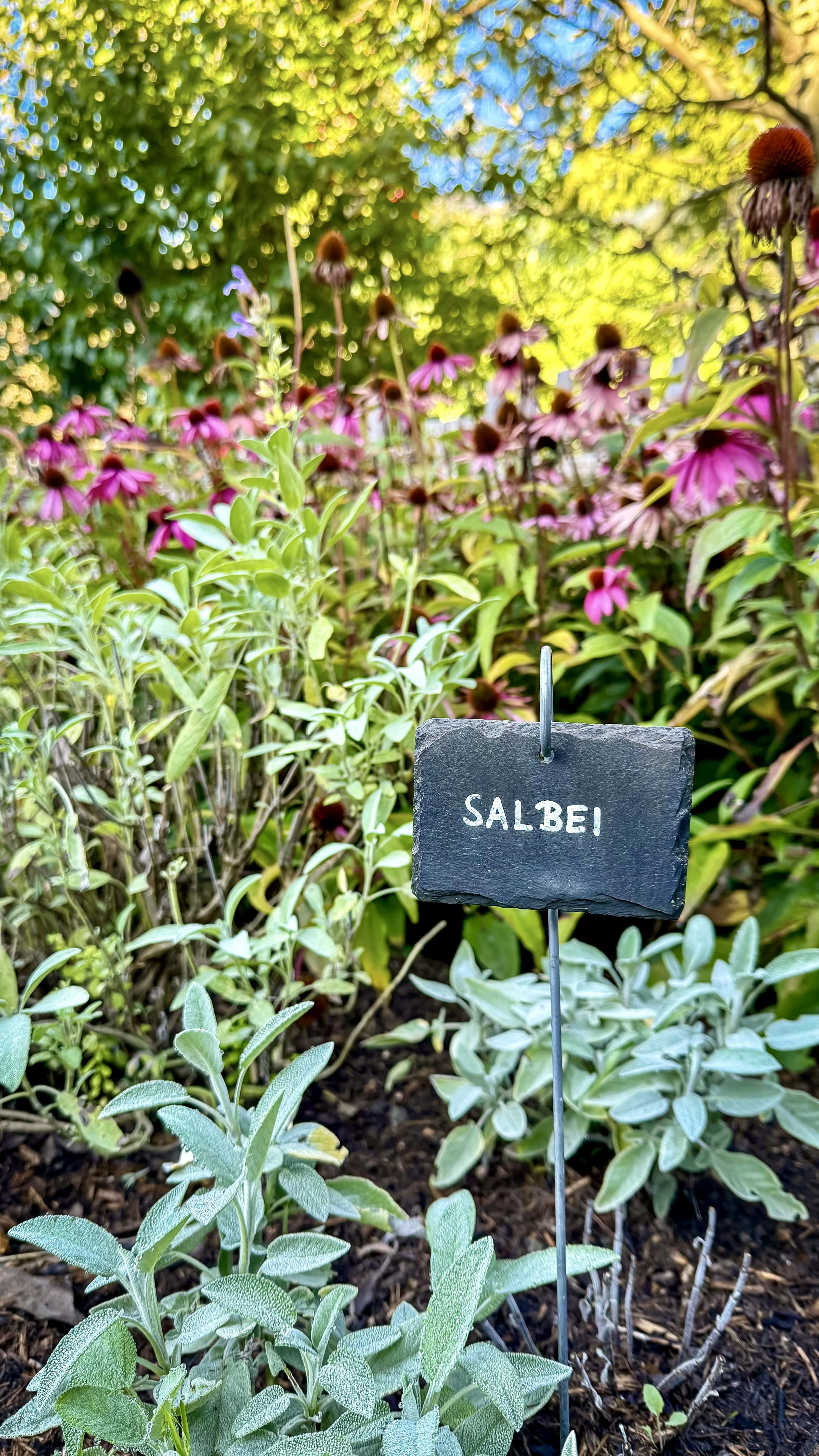 Garden Herbs