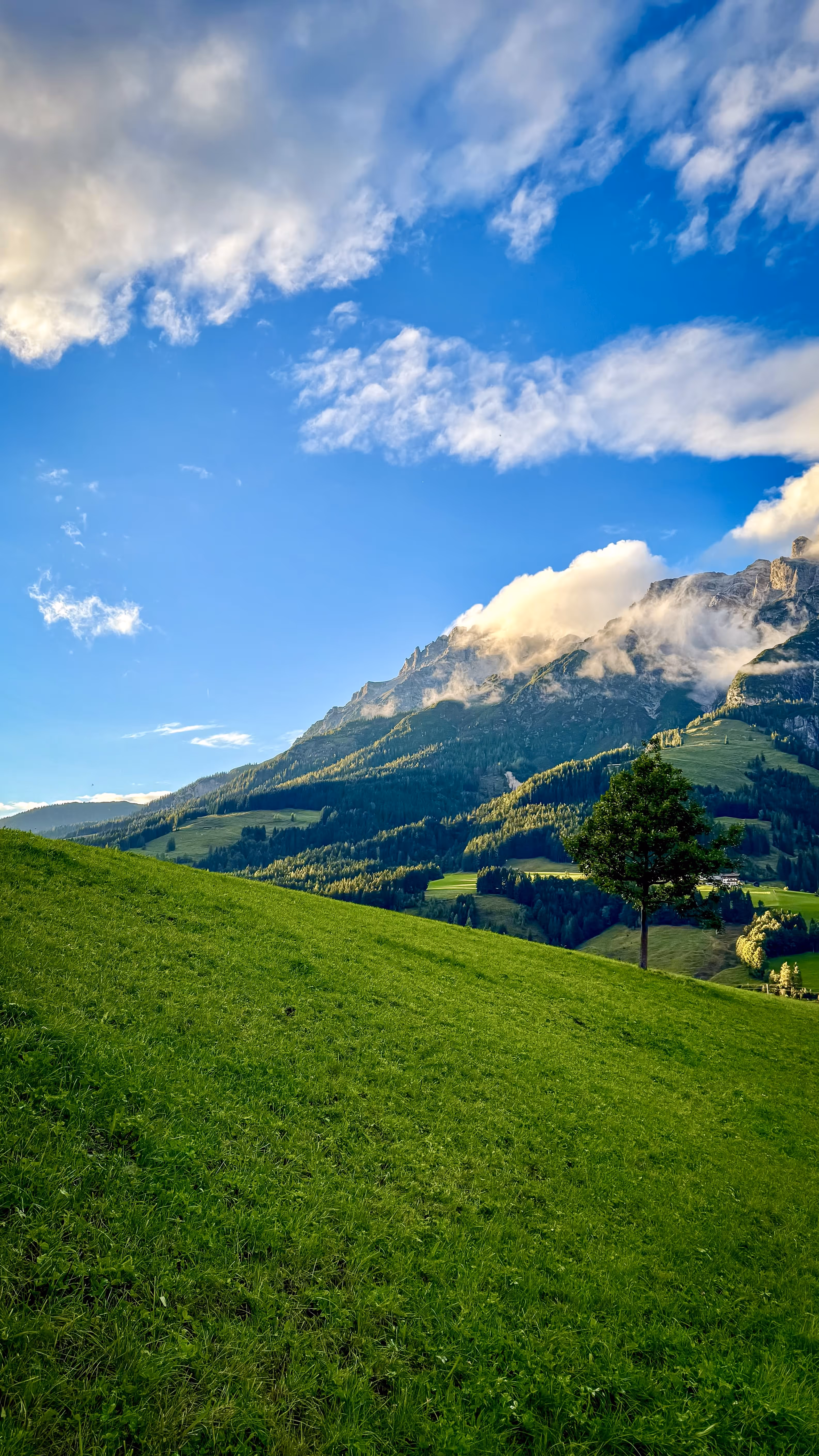 Green grassy hillside with a single tree against a backdrop of a forested mountain partly covered in clouds under a blue sky.
